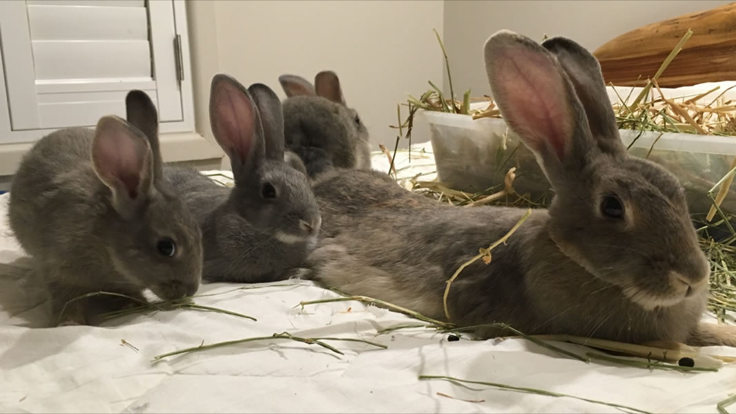 Rescue Rabbit gallery